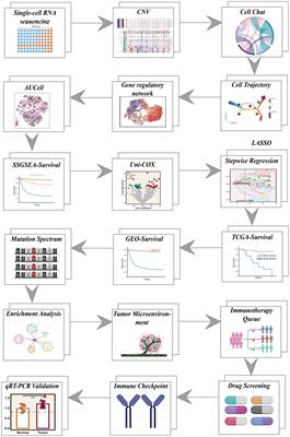 Single-cell transcriptomics reveals heterogeneity in esophageal squamous epithelial cells and constructs models for predicting patient prognosis and immunotherapy